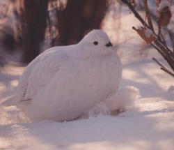 /images/ptarmigan2_(2)_250x215.jpg
