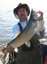 /images/sheefish2_187x250.jpg